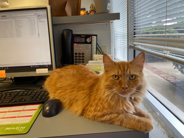 Gingi on the Desk