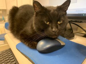 Lulu Caught a Mouse