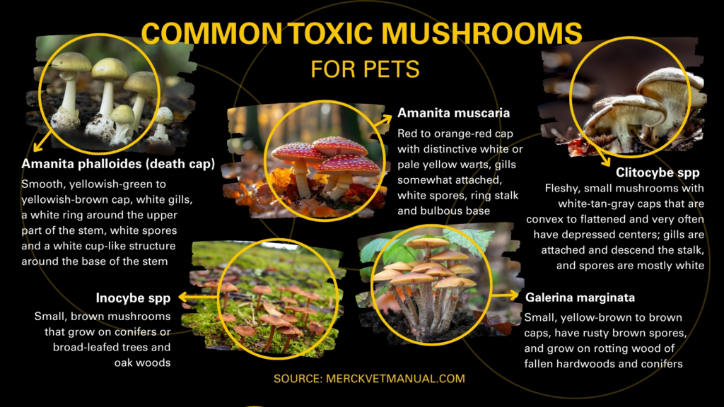 Common Toxic Mushrooms for Pets