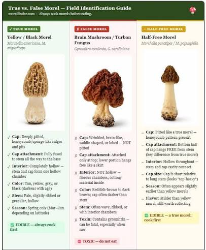 True vs False Morel - ID Guide