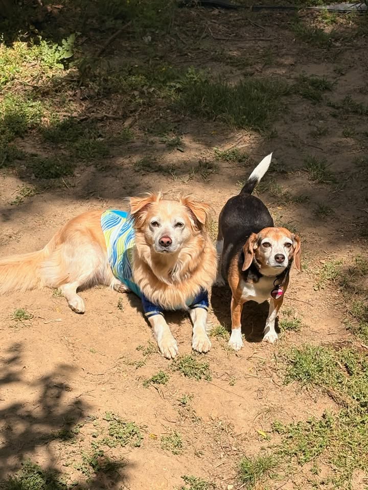 Brentwood Animal Hospital