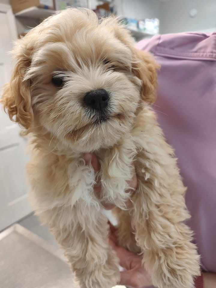 Brentwood Animal Hospital