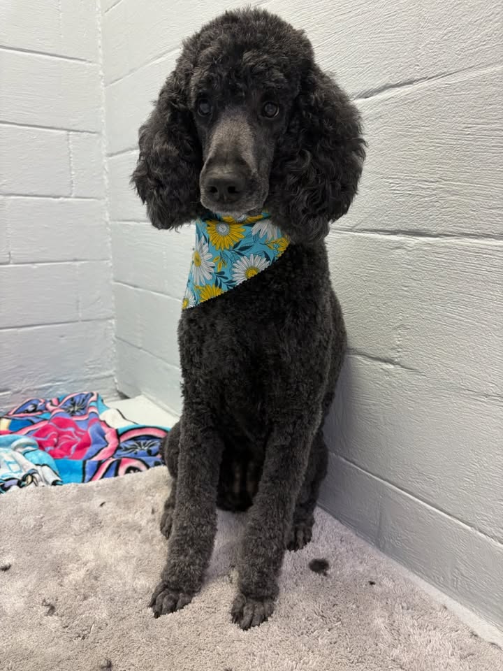 Brentwood Animal Hospital