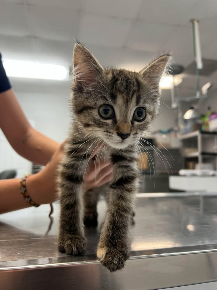 Brentwood Animal Hospital