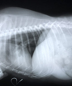 Brentwood Animal Hospital - Pet X-Ray and Radiology Service