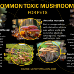 Common Toxic Mushrooms for Pets