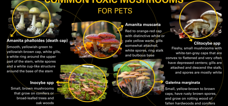 Common Toxic Mushrooms for Pets