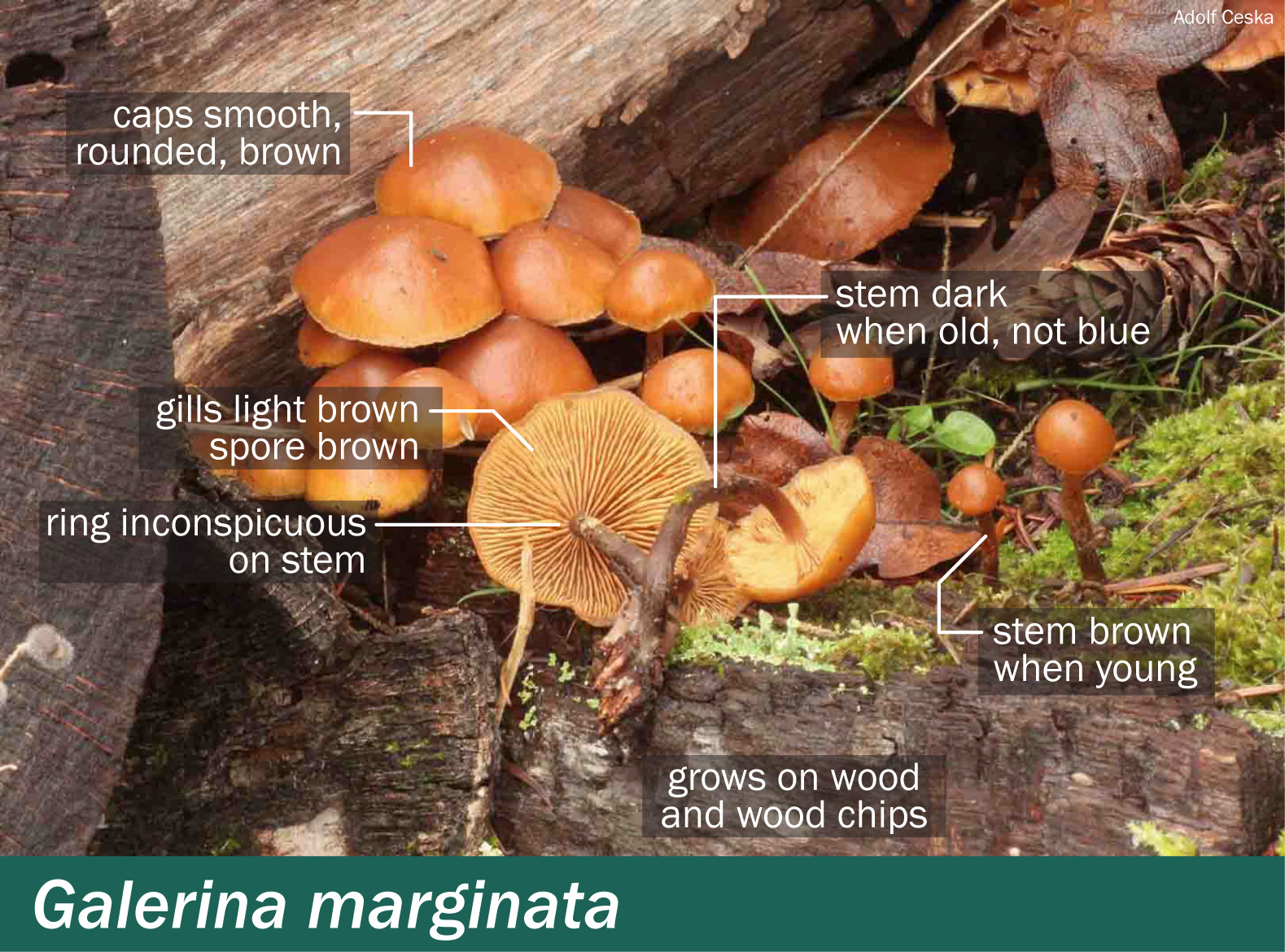 Galerina Marginata Mushrooms