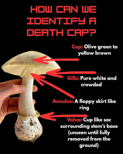 Identify a Death Cap