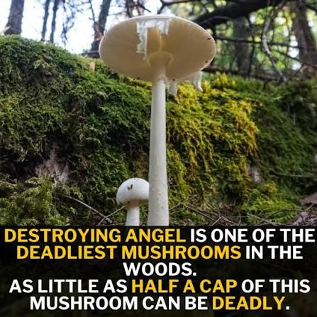 Destroying Angel - Deadliest Mushroom