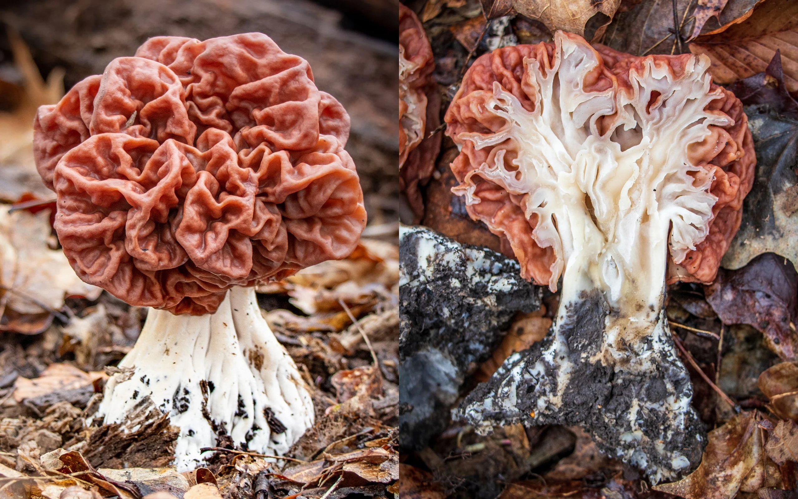 Mushrooms