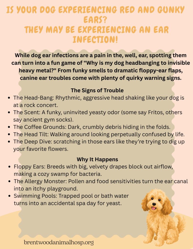 Ear Infection symptoms