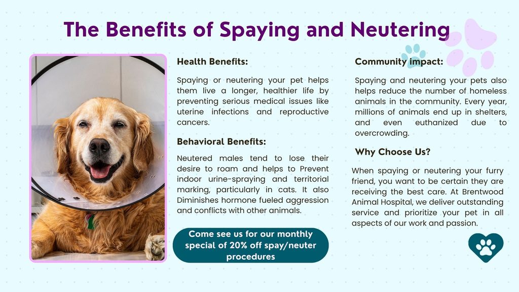 Spay and Neuter Brentwood 2